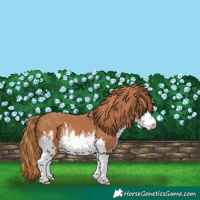 Horse Color:White Spotted Chestnut 
