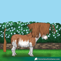 Horse Color:White Spotted Chestnut 