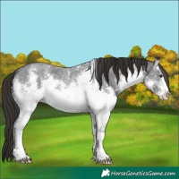 Horse Color:White Spotted Liver Chestnut Sabino