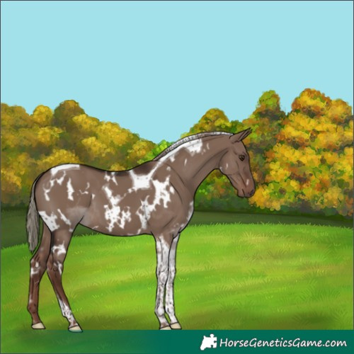 Horse Color:White Spotted Liver Red Dun Mushroom Tobiano 