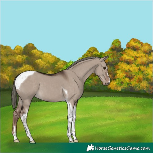 Horse Color:Liver Red Dun Mushroom Tobiano 