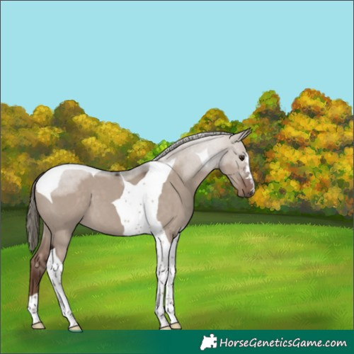 Horse Color:Liver Red Dun Mushroom Tobiano 