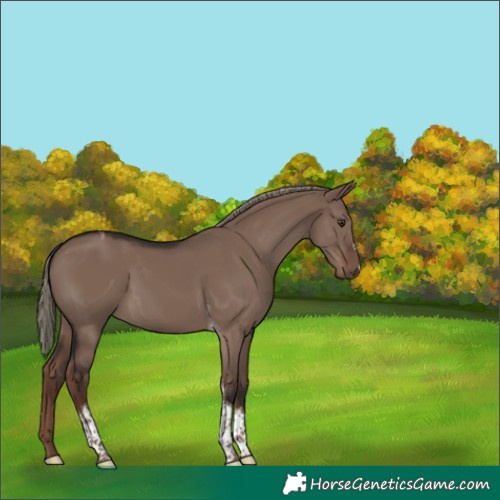Horse Color:Liver Red Dun Mushroom Tobiano 
