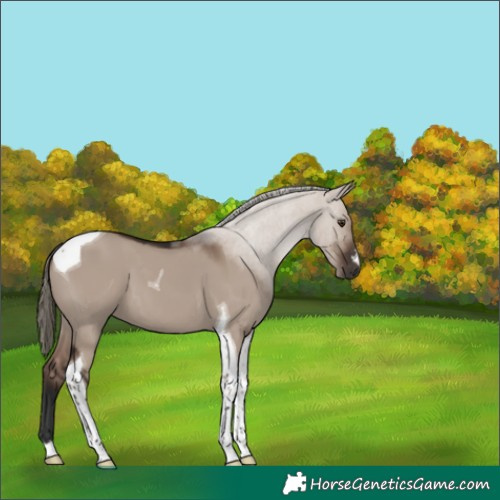 Horse Color:Liver Red Dun Mushroom Tobiano 