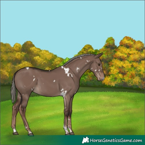 Horse Color:White Spotted Liver Red Dun Mushroom Tobiano 
