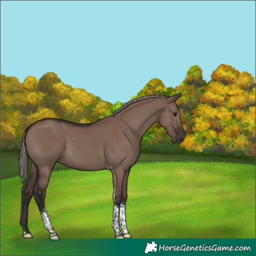 Horse Color:Liver Red Dun Mushroom Tobiano 
