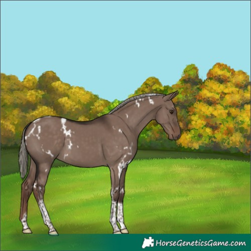 Horse Color:White Spotted Liver Red Dun Mushroom Tobiano 