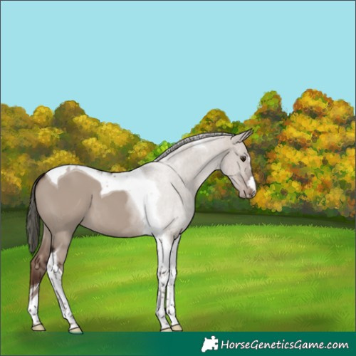 Horse Color:Liver Red Dun Mushroom Tobiano 