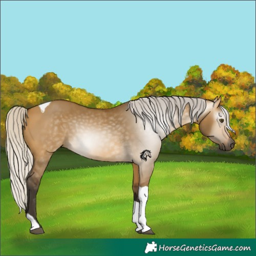 Horse Color:Gray Silver Buckskin Dun Tobiano 