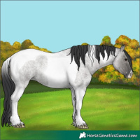 Horse Color:Grullo Roan Tobiano 