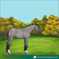 Horse Color:Smoky Grullo Roan Varnish 