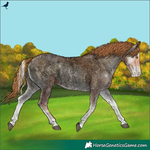 Horse Color:Void Bay Roan Pearl Onyx Rabicano