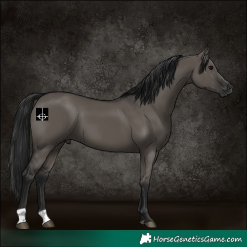 Horse Color:Gray Grullo 
