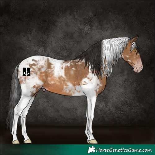 Horse Color:Gray Amber Champagne Tobiano 