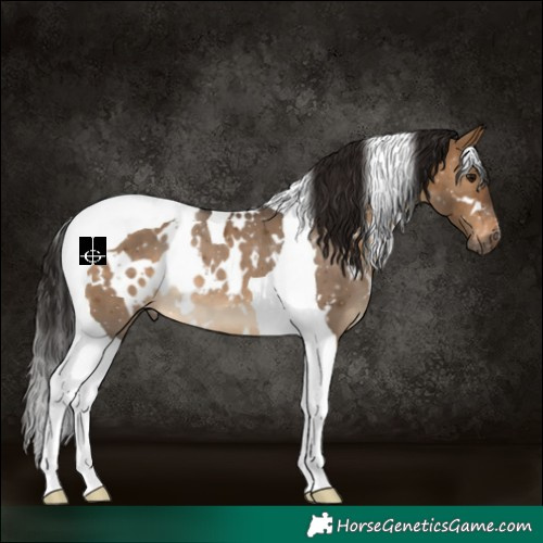 Horse Color:Gray White Spotted Bay Dun Tobiano Appaloosa 