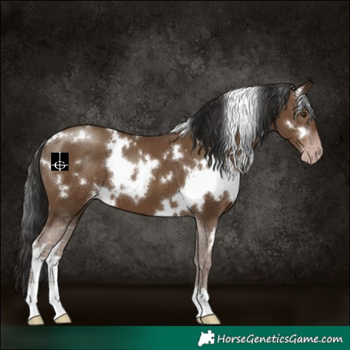 Horse Color:Gray White Spotted Classic Champagne 