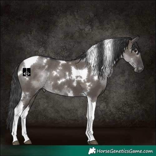 Horse Color:White Spotted Grullo Tobiano 