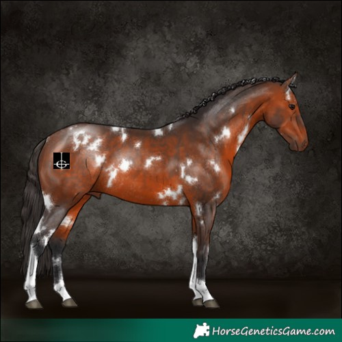 Horse Color:White Spotted Bay Tobiano Rabicano 
