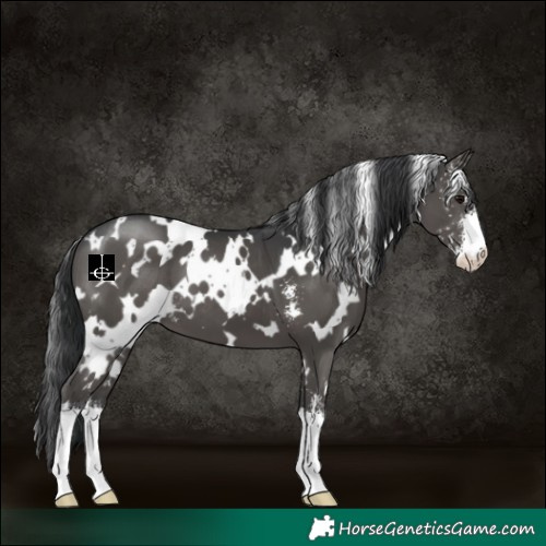 Horse Color:White Spotted Black Sabino 
