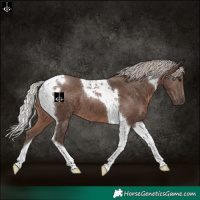 Horse Color:Silver Black Tobiano 