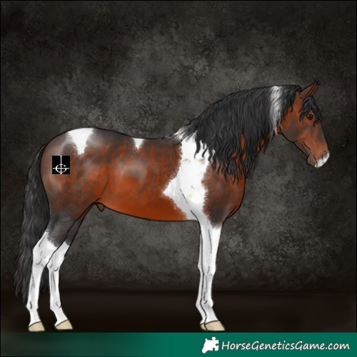 Horse Color:Brown Tobiano 