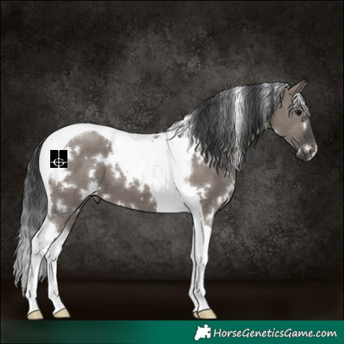 Horse Color:White Spotted Grullo Tobiano 