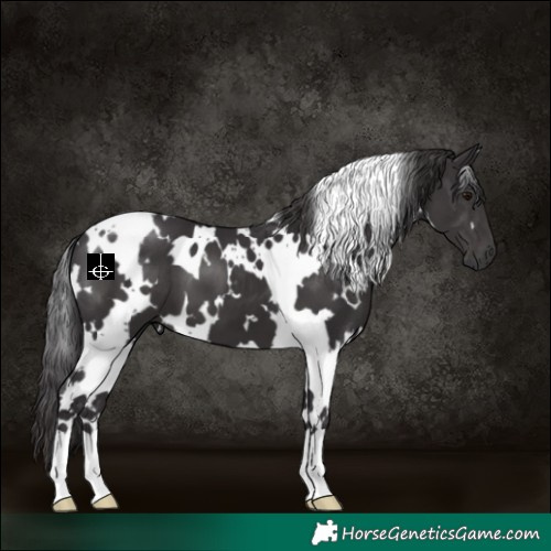 Horse Color:White Spotted Smoky Black 