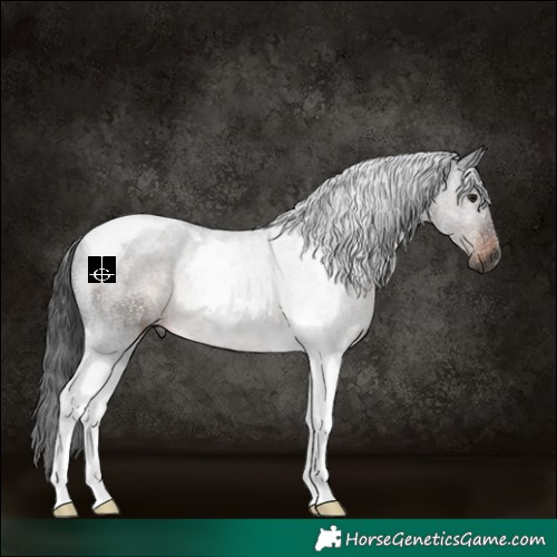 Horse Color:Gray Brown Tobiano Rabicano 