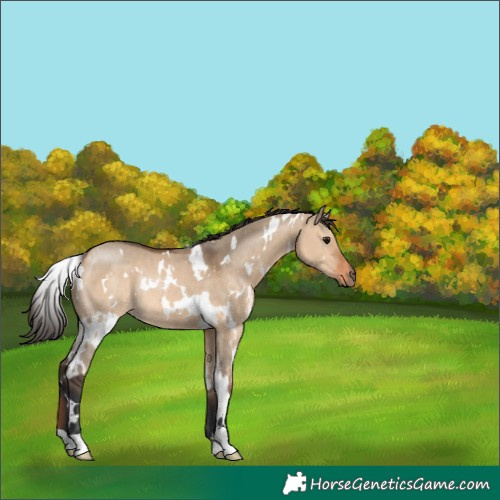 Horse Color:White Spotted Bay Dun Rabicano