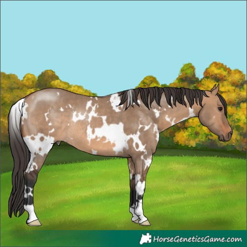 Horse Color:White Spotted Bay Dun Rabicano 