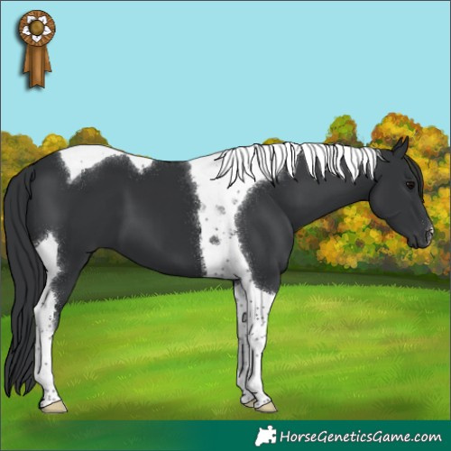 Horse Color:Black Tobiano 