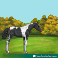 Horse Color:Black Tobiano 