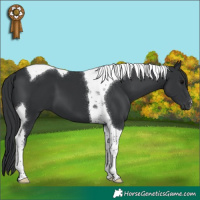 Horse Color:Black Tobiano 