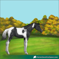 Horse Color:Black Tobiano 