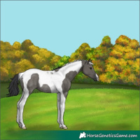 Horse Color:Grullo Tobiano Rabicano 