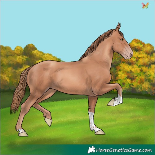 Horse Color:Gold Champagne Tobiano 