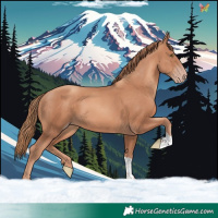 Horse Color:Gold Champagne Tobiano
