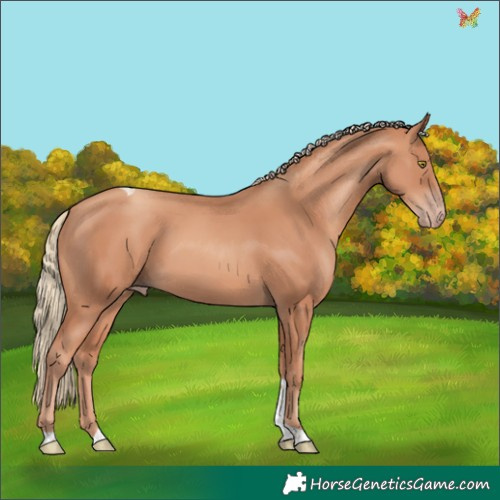 Horse Color:Gold Champagne Tobiano 