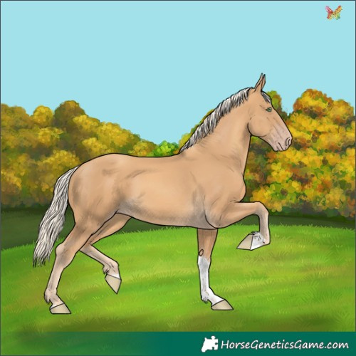 Horse Color:Gold Cream Champagne Tobiano