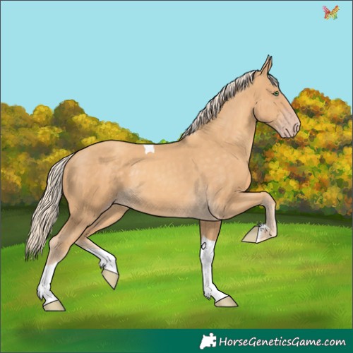 Horse Color:Gold Cream Champagne Tobiano 