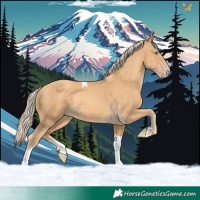 Horse Color:Gold Cream Champagne Tobiano 