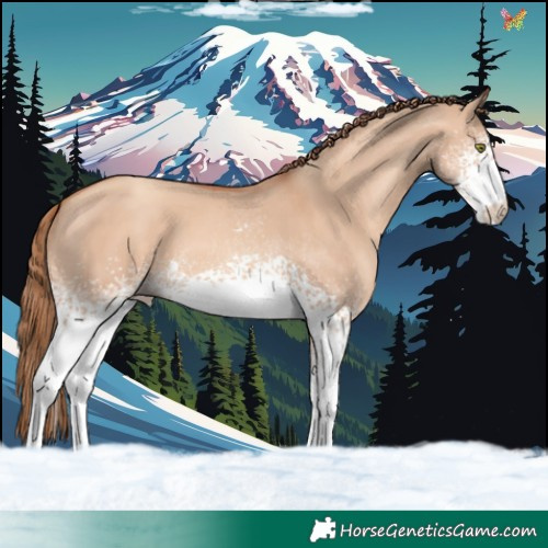 Horse Color:White Spotted Gold Champagne Dun 