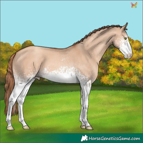 Horse Color:White Spotted Gold Champagne Dun 
