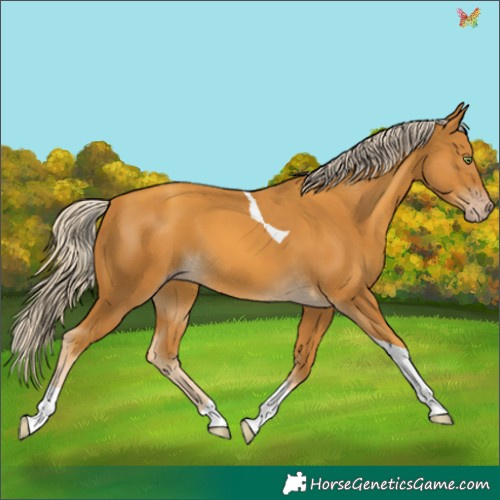 Horse Color:Gold Cream Champagne Tobiano 