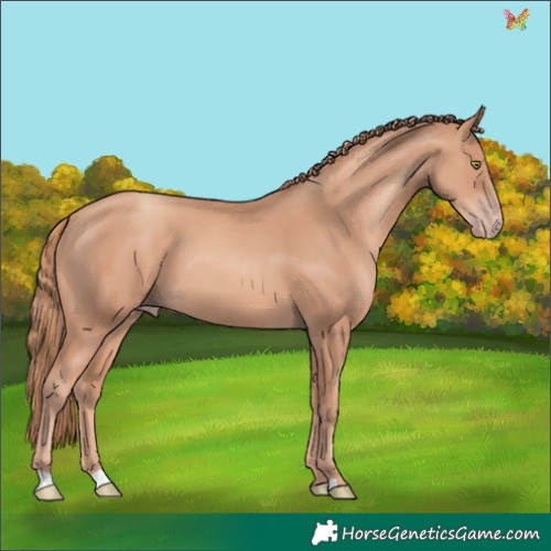 Horse Color:Gold Champagne 