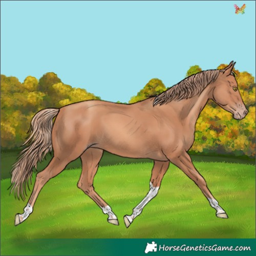 Horse Color:Gold Champagne Tobiano 