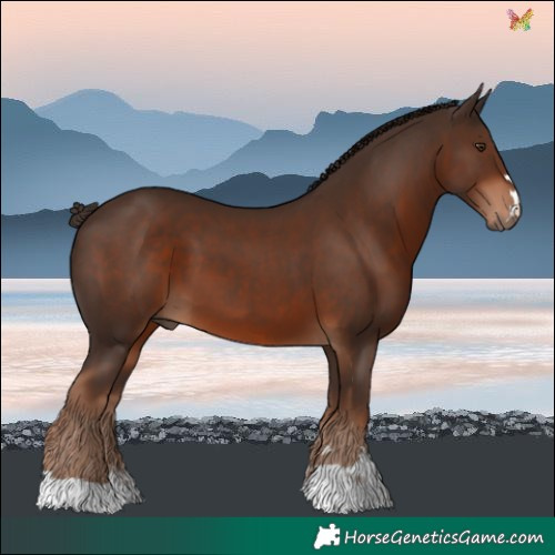 Horse Color:Liver Chestnut 