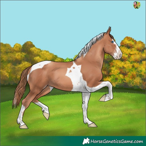 Horse Color:Gold Champagne Splash Tobiano 