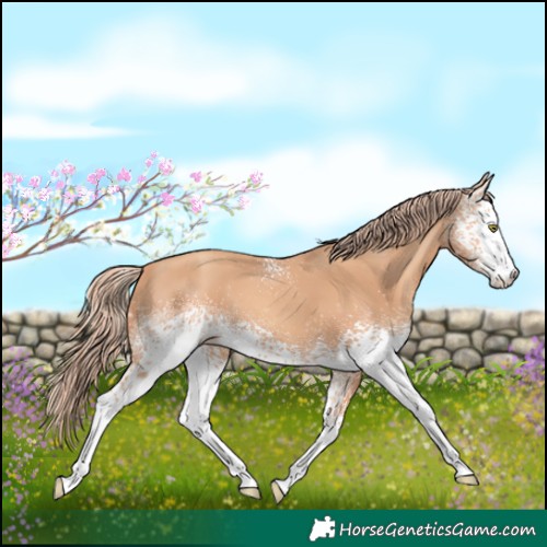 Horse Color:White Spotted Gold Champagne 
