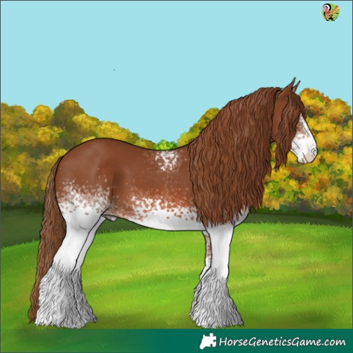 Horse Color:White Spotted Chestnut 